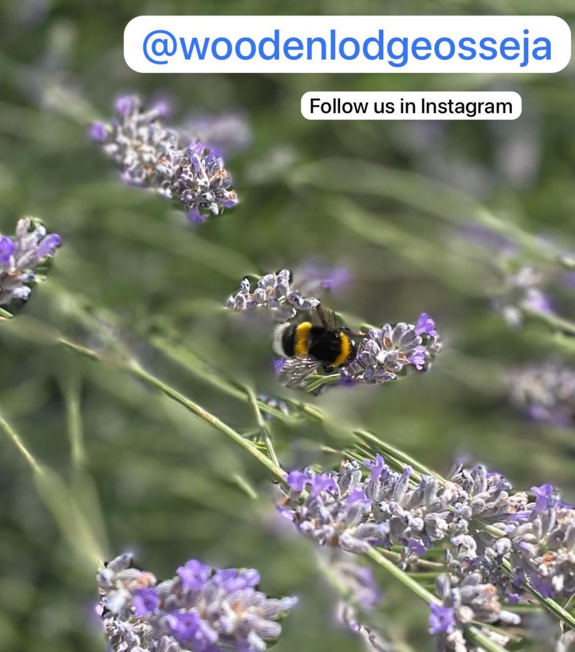 Wooden Lodge Osséja Zewnętrze zdjęcie